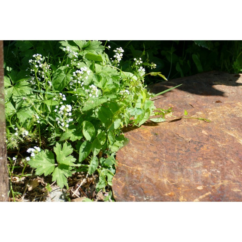 Pas Japonais Ardoise CORTEN Irrégulier